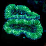 Green Acan Micromussa Coral with fleshy polyps in reef aquarium