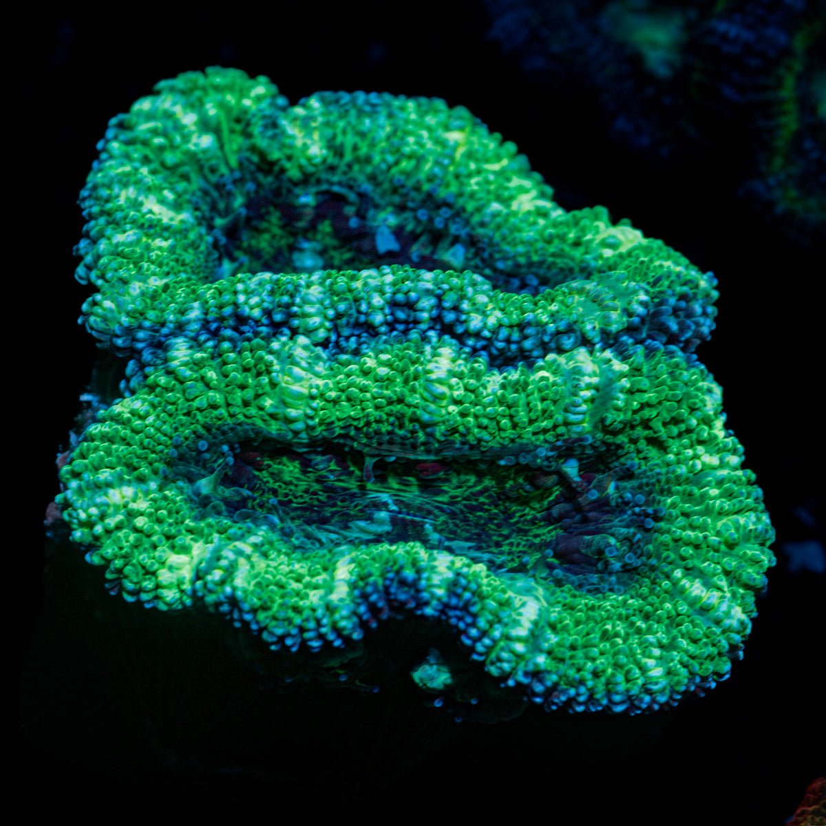 Green Acan Micromussa Coral with fleshy polyps in reef aquarium