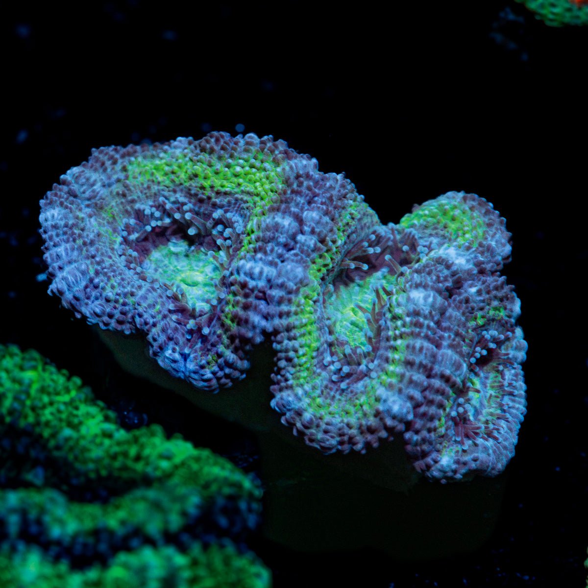 Green Acan Micromussa Coral with fleshy polyps in reef aquarium