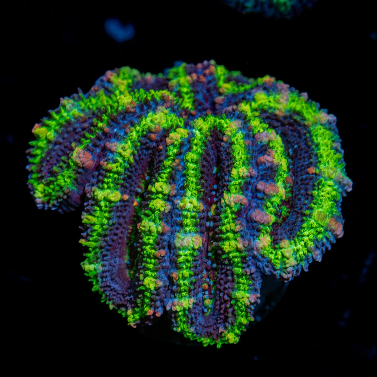 Green Acan Micromussa Coral with fleshy polyps in reef aquarium