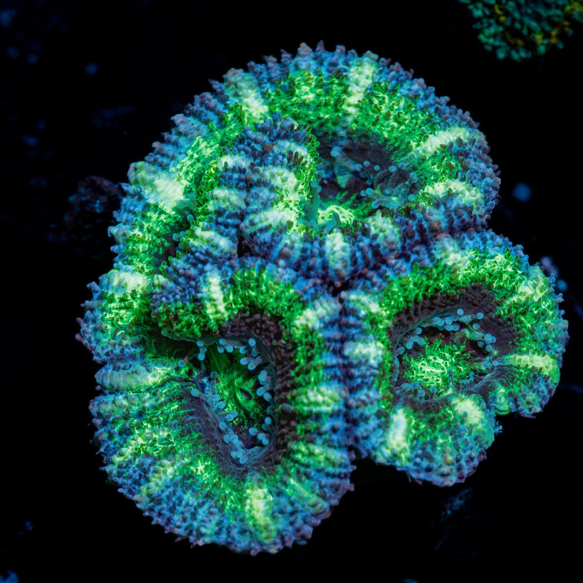 Green Acan Micromussa Coral with fleshy polyps in reef aquarium
