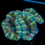 Green Acan Micromussa Coral with fleshy polyps in reef aquarium