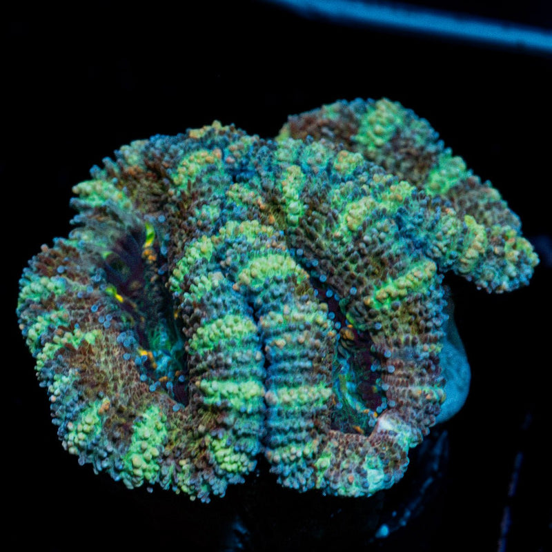 Green Acan Micromussa Coral with fleshy polyps in reef aquarium