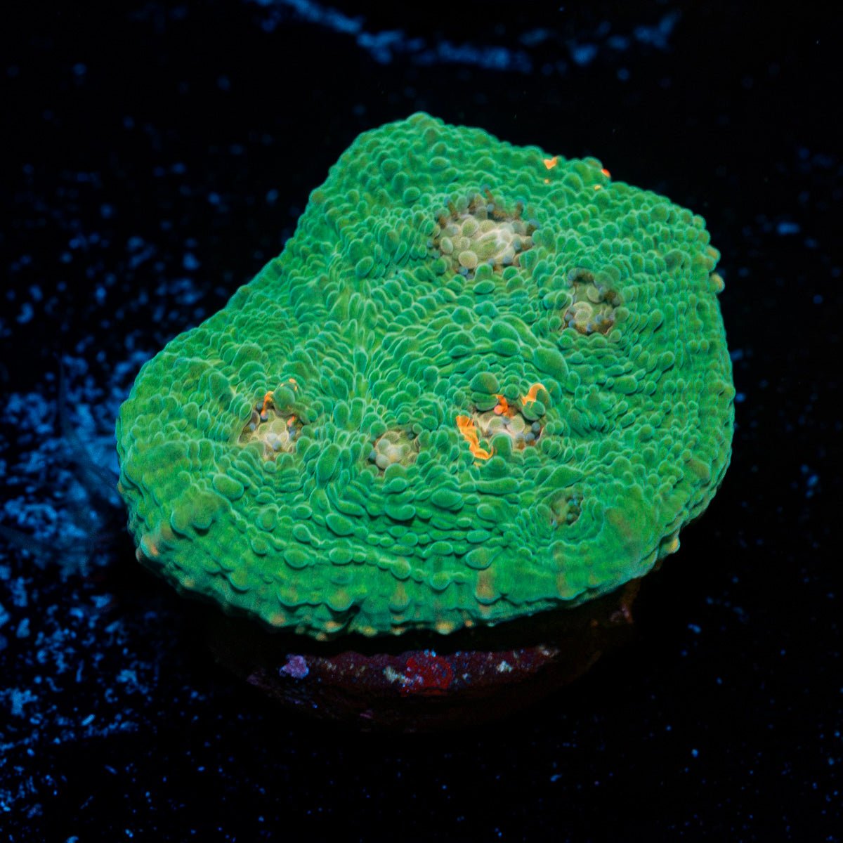 Green Chalice Coral with encrusting growth in reef aquarium