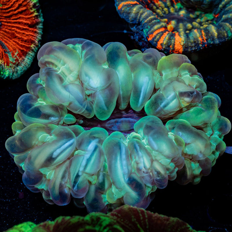 Green Cynarina Coral with fleshy open polyp in reef aquarium