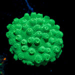 Green Cyphastrea Coral with encrusting growth in reef aquarium