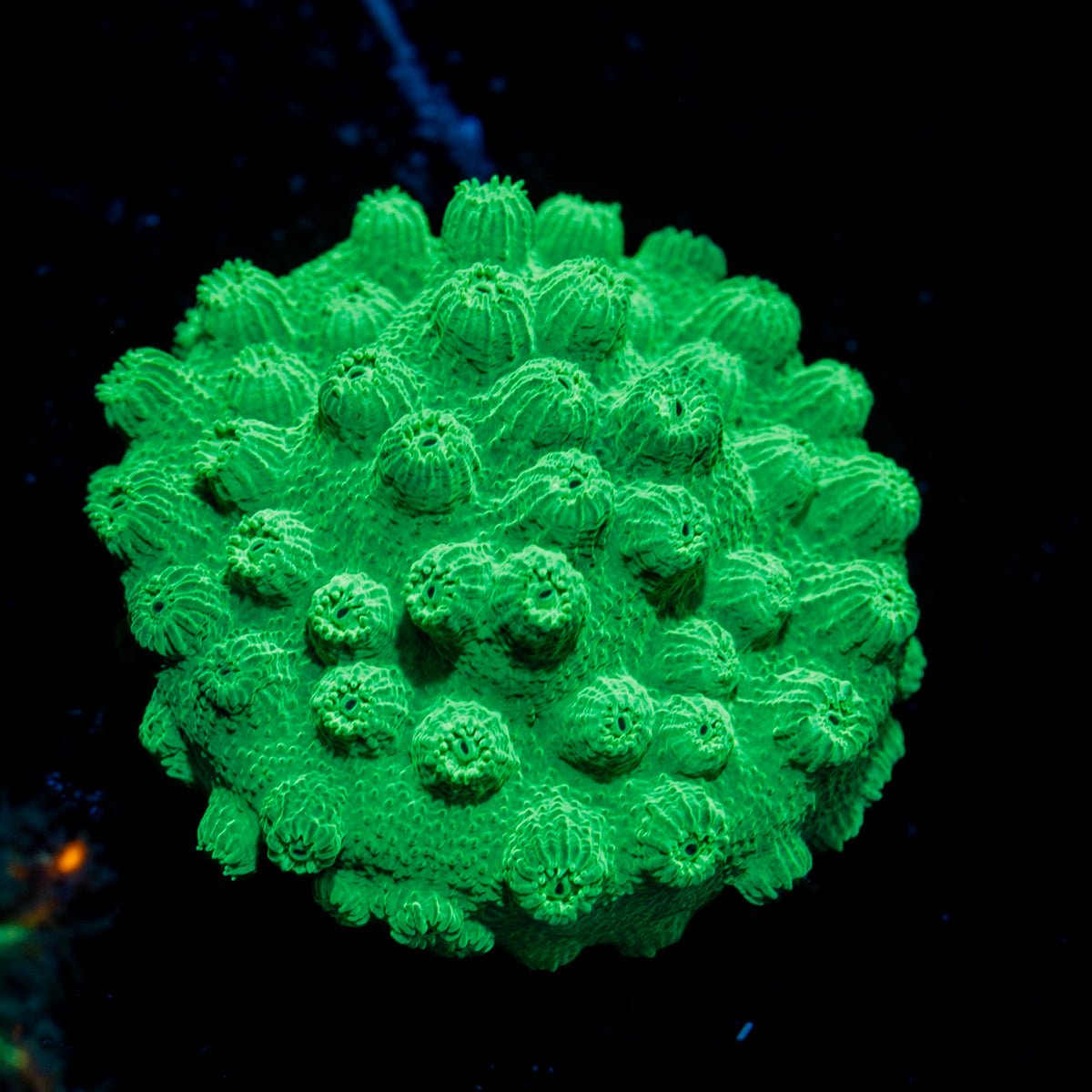 Green Cyphastrea Coral with encrusting growth in reef aquarium