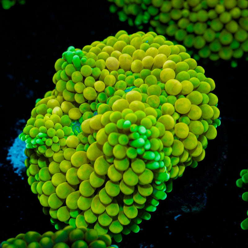 Green FL Ricordea Mushroom Coral with mushroom disc in reef aquarium