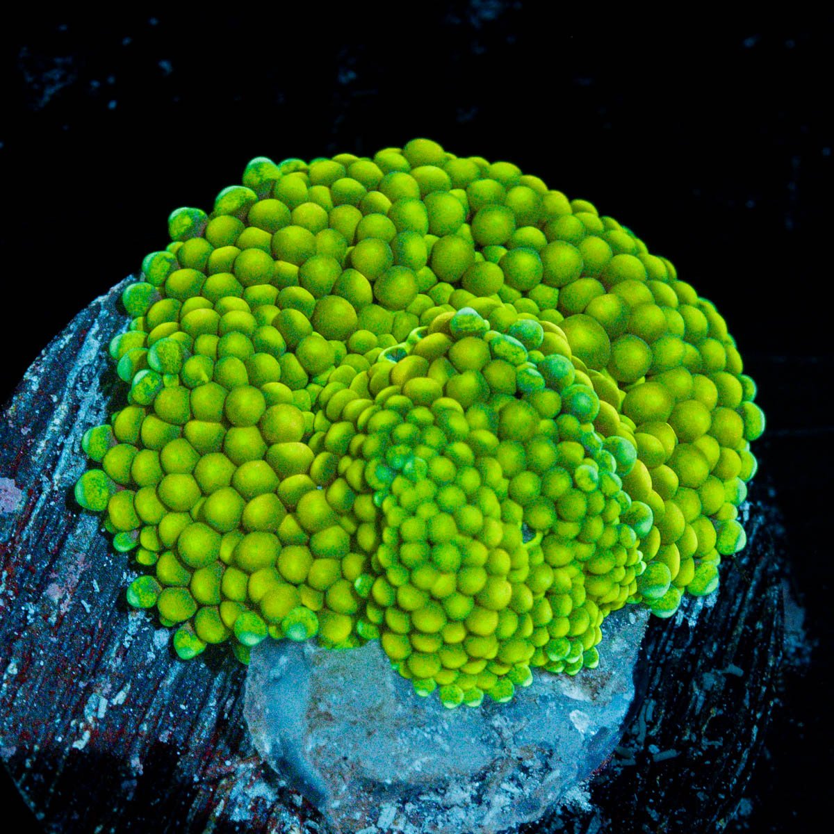 Green FL Ricordea Mushroom Coral with mushroom disc in reef aquarium