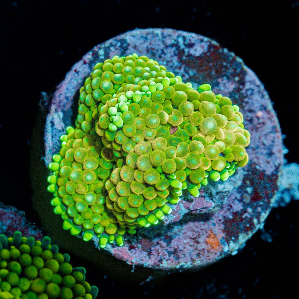 Green FL Ricordea Mushroom Coral with mushroom disc in reef aquarium