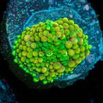 Green FL Ricordea Mushroom Coral with mushroom disc in reef aquarium