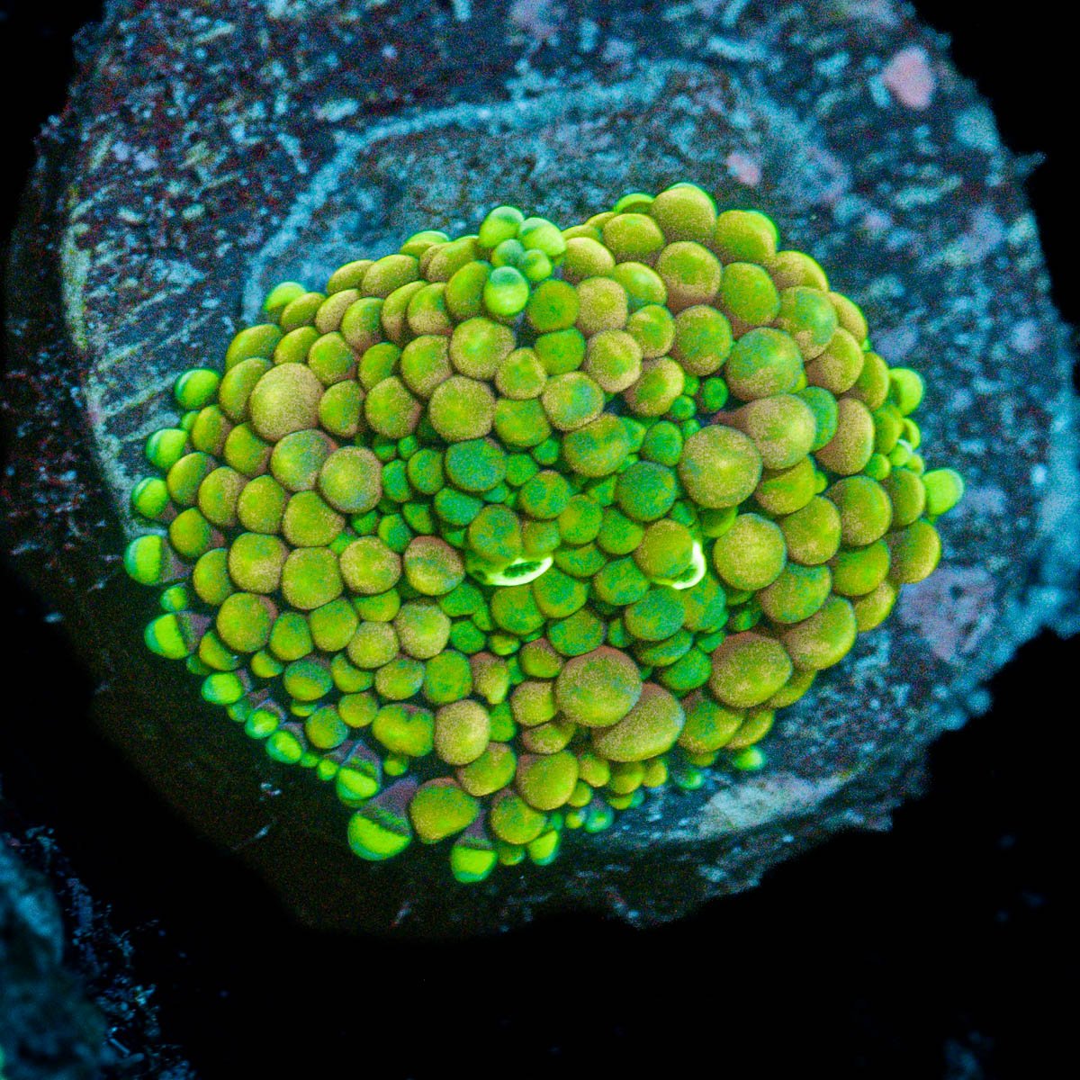 Green FL Ricordea Mushroom Coral with mushroom disc in reef aquarium
