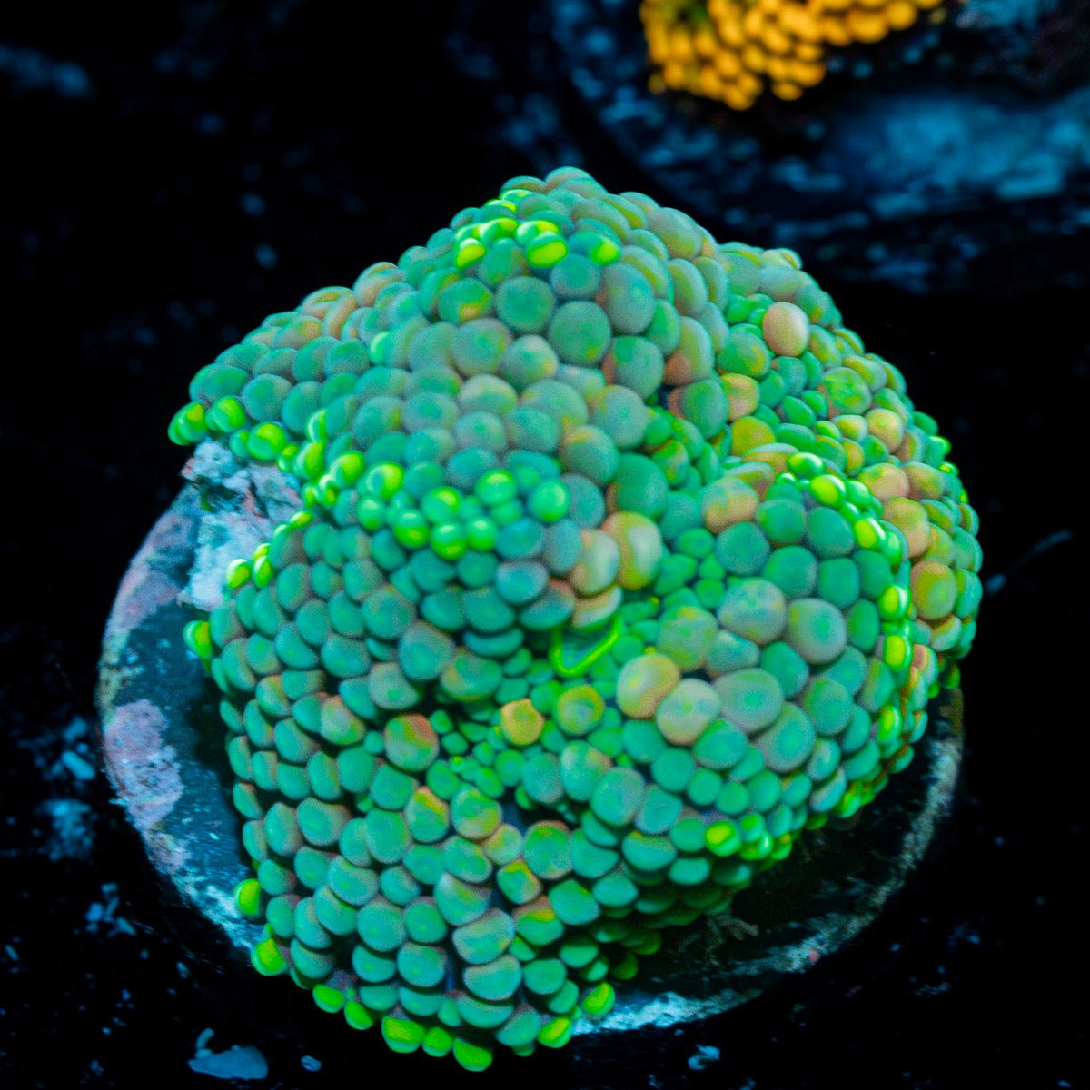 Green FL Ricordea Mushroom Coral with mushroom disc in reef aquarium