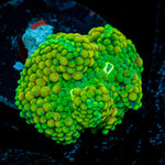 Green FL Ricordea Mushroom Coral with mushroom disc in reef aquarium