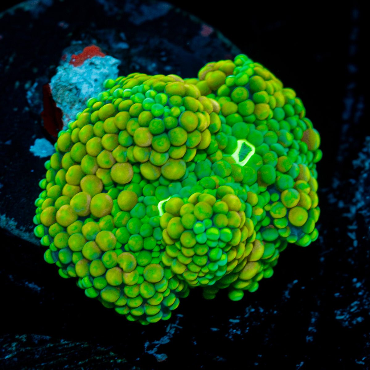 Green FL Ricordea Mushroom Coral with mushroom disc in reef aquarium