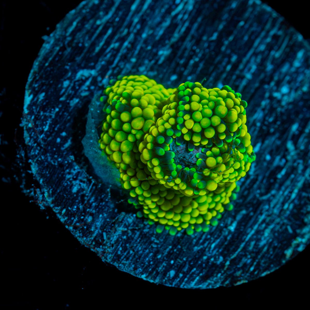 Green FL Ricordea Mushroom Coral with mushroom disc in reef aquarium