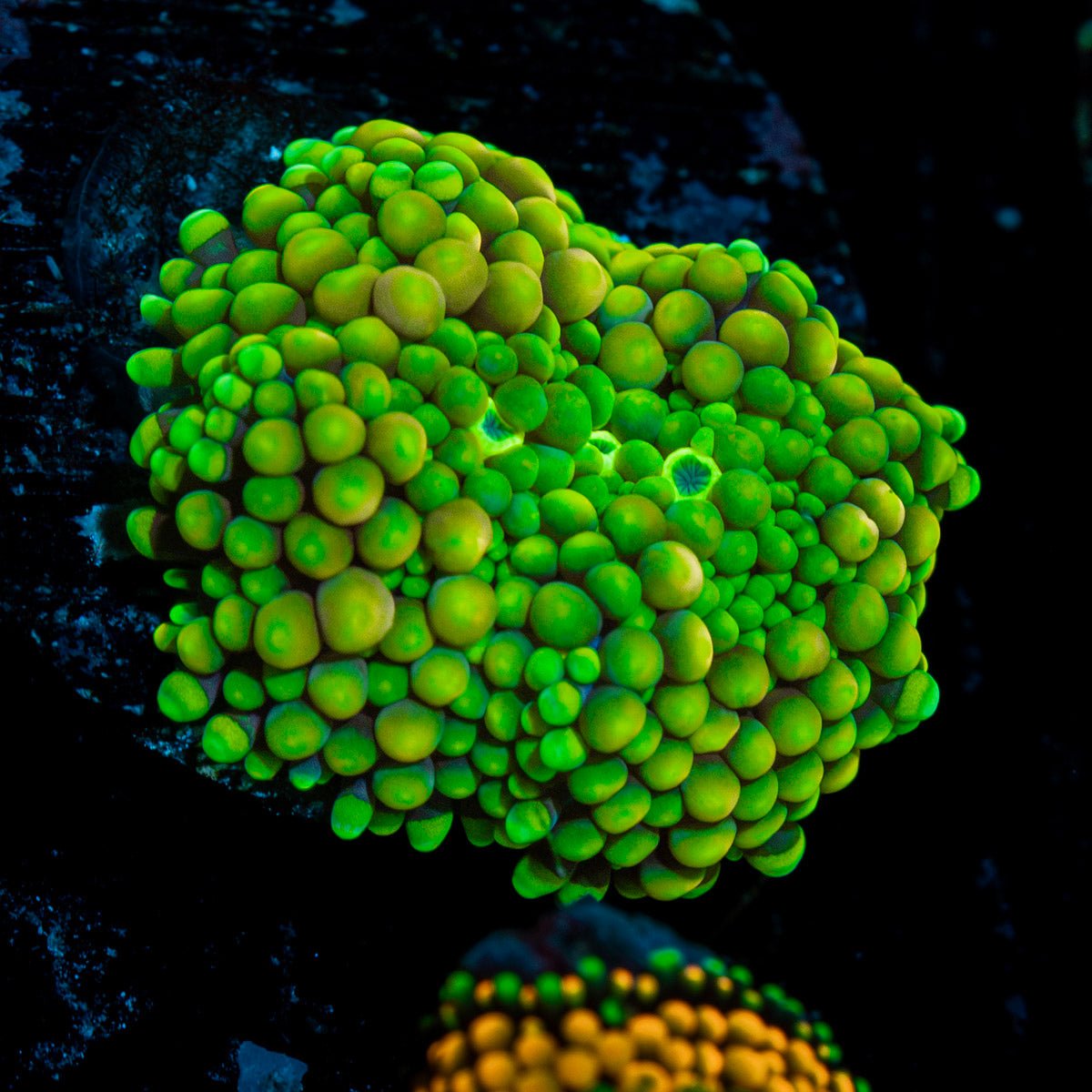 Green FL Ricordea Mushroom Coral with a distinctive mushroom disc in reef aquarium