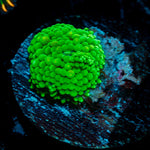 Green FL Ricordea Mushroom Coral with mushroom disc in reef aquarium