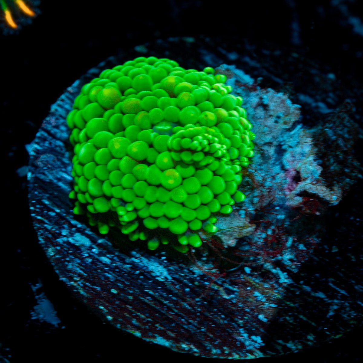 Green FL Ricordea Mushroom Coral with mushroom disc in reef aquarium