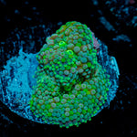 Green FL Ricordea Mushroom Coral with mushroom disc in reef aquarium