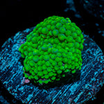 Green FL Ricordea Mushroom Coral with mushroom disc in reef aquarium