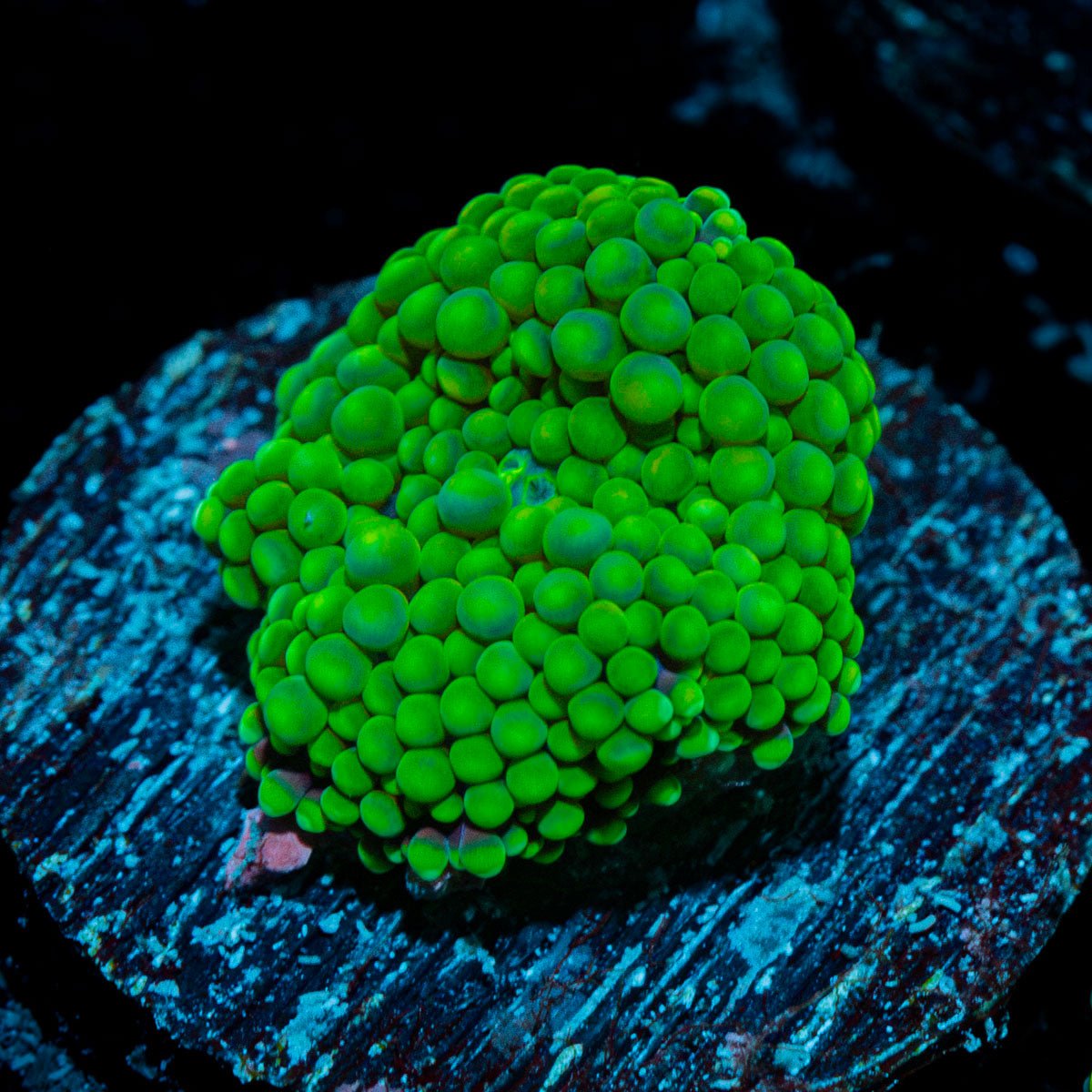Green FL Ricordea Mushroom Coral with mushroom disc in reef aquarium