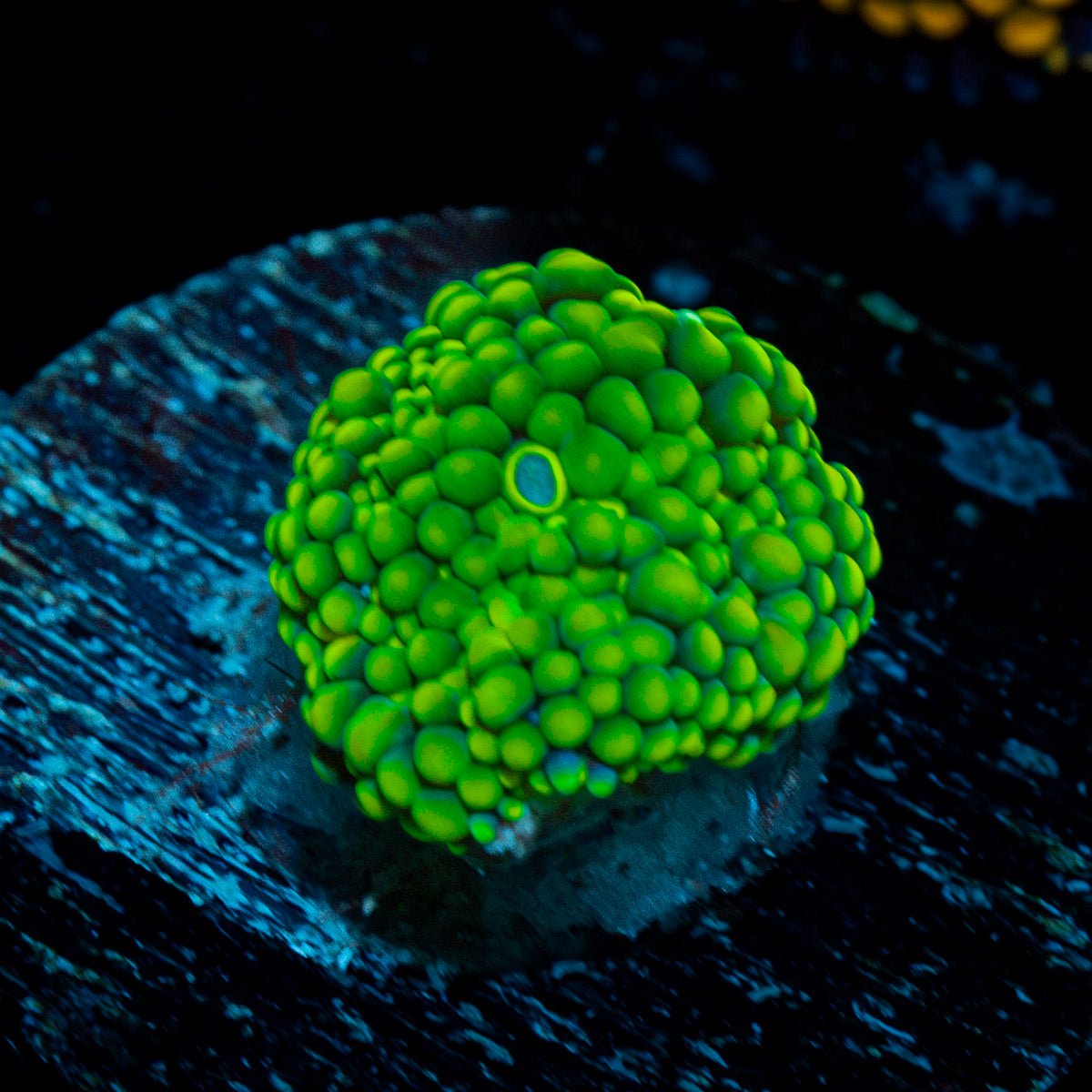 Green FL Ricordea Mushroom Coral with mushroom disc in reef aquarium