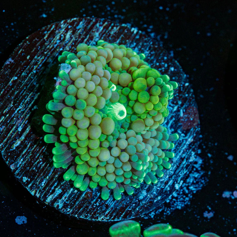 Green FL Ricordea Mushroom Coral with mushroom disc in reef aquarium