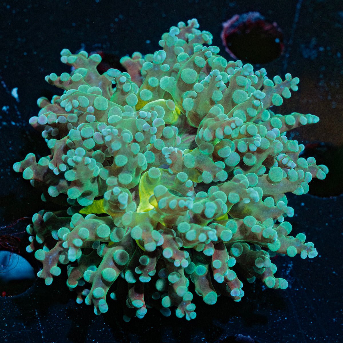 Green Frogspawn Euphyllia with branching tentacles in a reef aquarium
