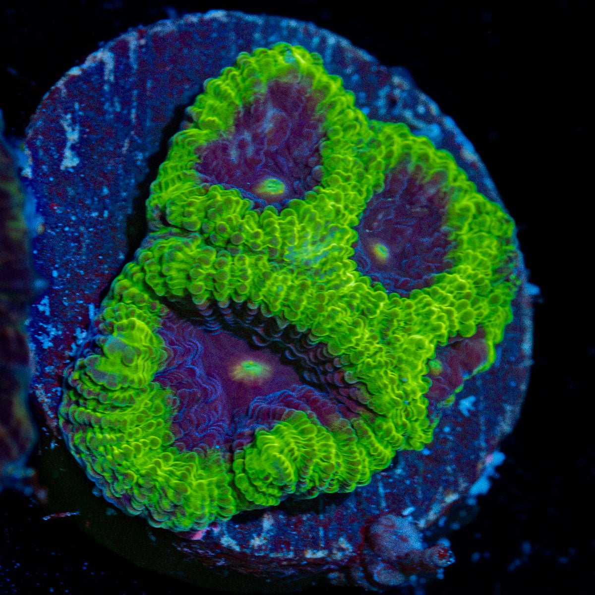 Green goblin Favia Coral with encrusting growth in reef aquarium