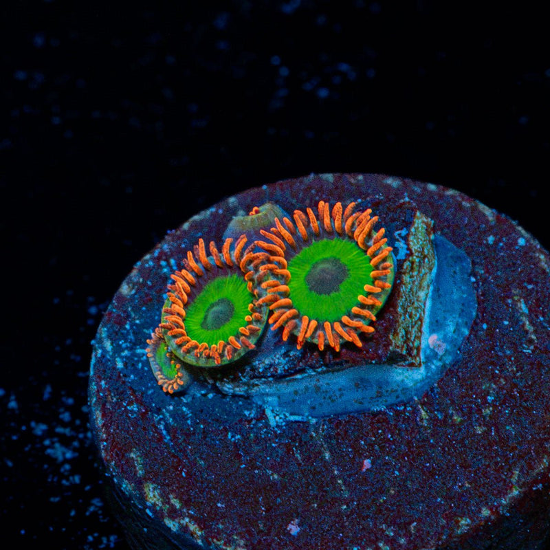 Green Goblin Zoanthid Coral colony growth in reef aquarium environment