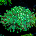 Green Hammer Euphyllia with branching fleshy heads in reef aquarium
