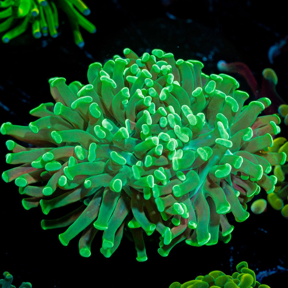 Green Hammer Euphyllia with branching fleshy heads in reef aquarium