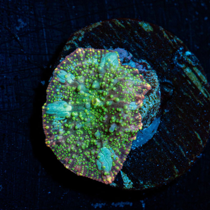 Green Interstellar Mushroom Coral with a textured mushroom disc in reef aquarium