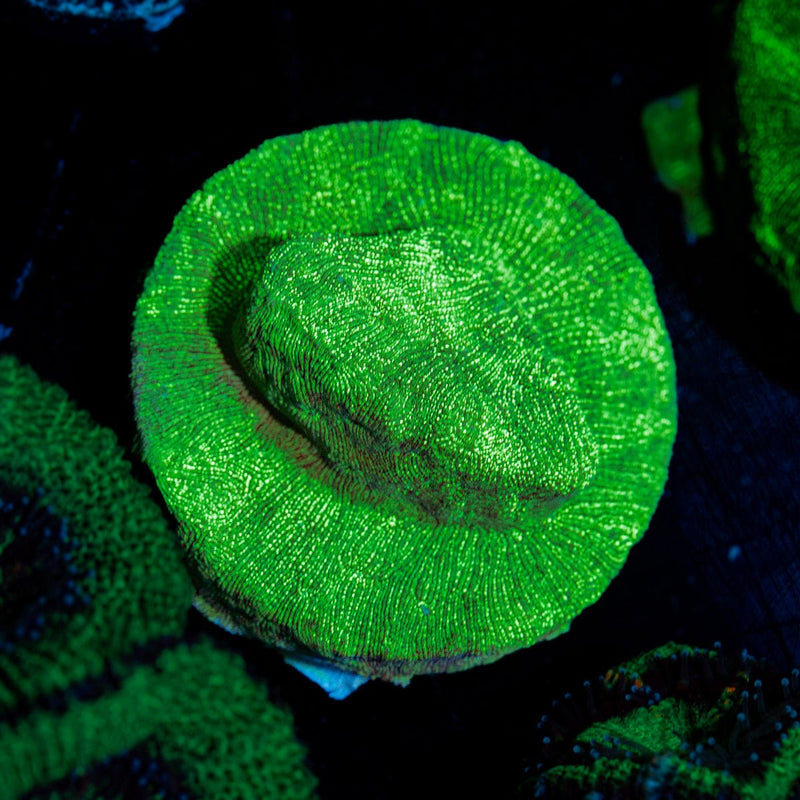 Green Lantern Lepto coral with encrusting growth in reef aquarium