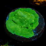 Green Lantern Lepto coral with encrusting growth in reef aquarium