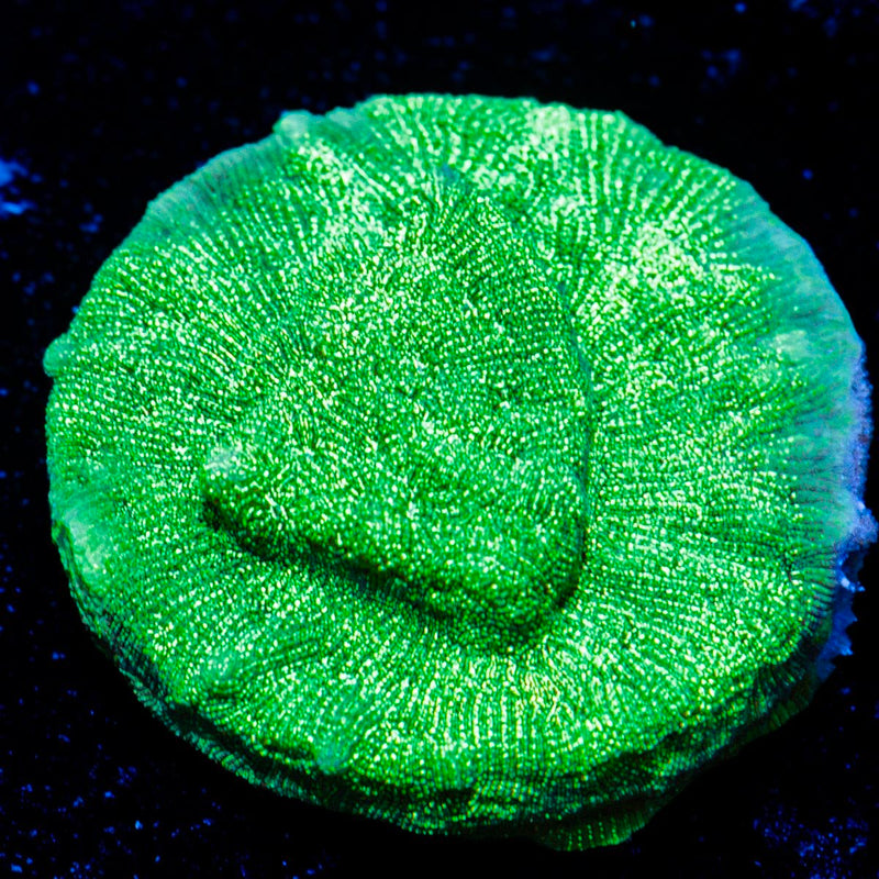 Green Lantern Lepto coral with encrusting growth in reef aquarium