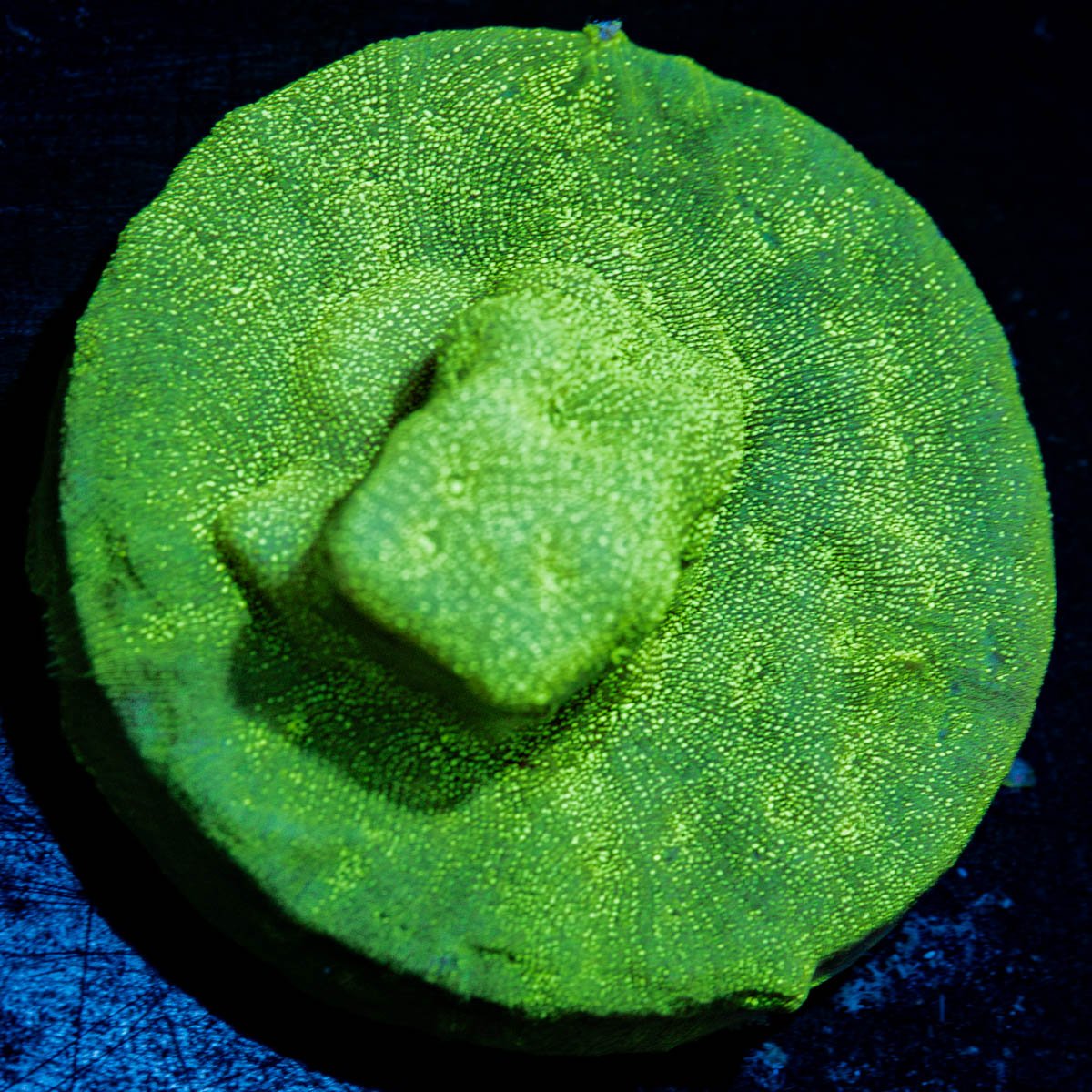 Green Lantern Litho Coral with encrusting growth in reef aquarium