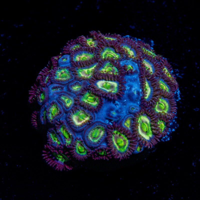 Green Lantern Zoanthid Coral with colony growth in reef aquarium