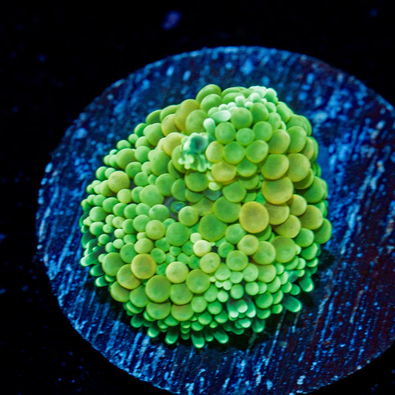 Green Ricordea Mushroom Coral
