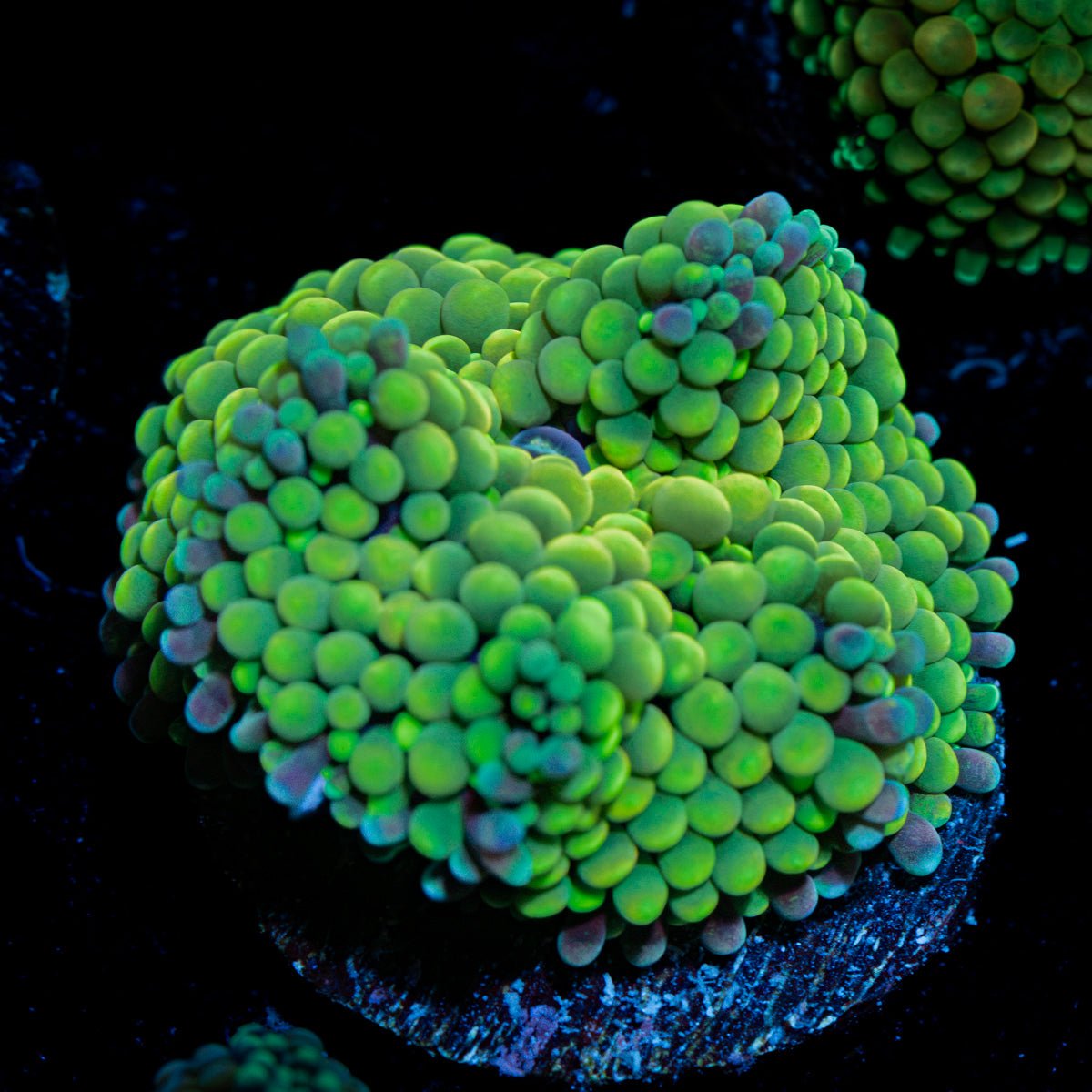 Green Ricordea Mushroom Coral with mushroom disc in reef aquarium