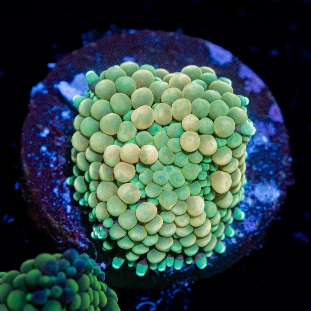 Green Ricordea Mushroom Coral with mushroom disc in reef aquarium