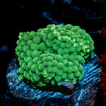 Green Ricordea Mushroom Coral with mushroom disc in reef aquarium