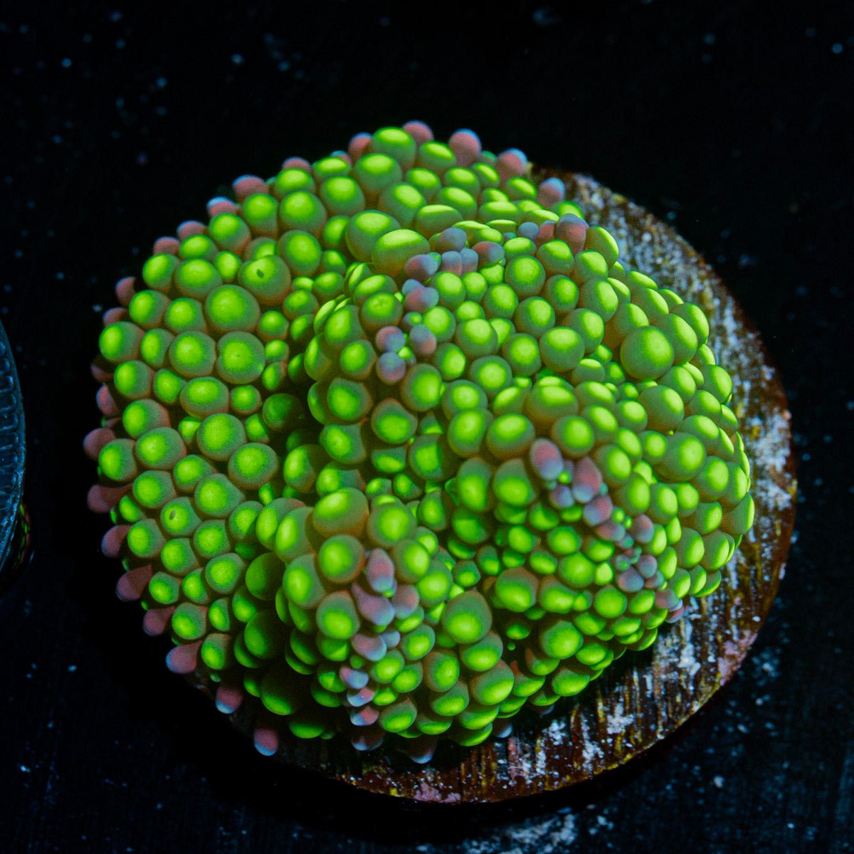 Green Ricordea Mushroom Coral with mushroom disc in reef aquarium