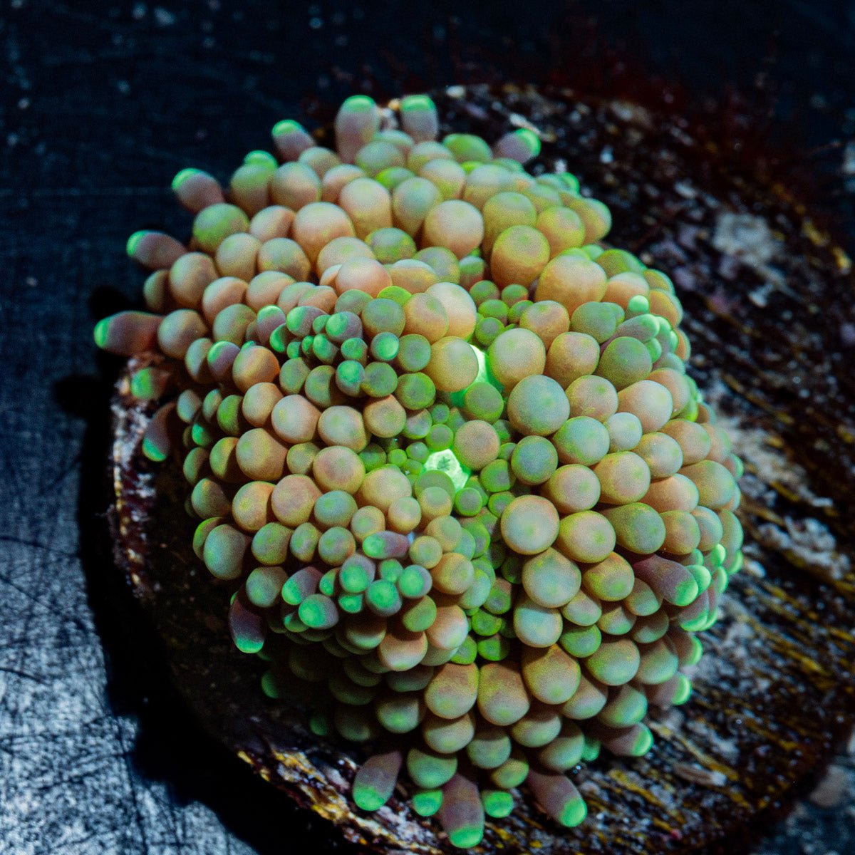 Green Ricordea Mushroom Coral with mushroom disc in reef aquarium