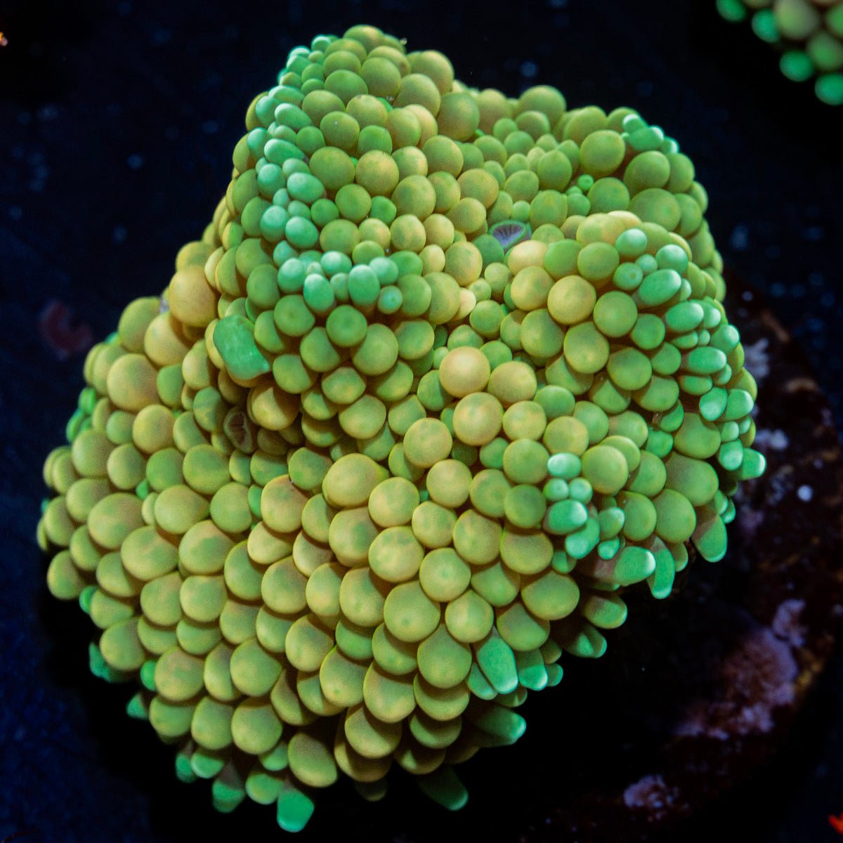 Green Ricordea Mushroom Coral with mushroom disc in reef aquarium
