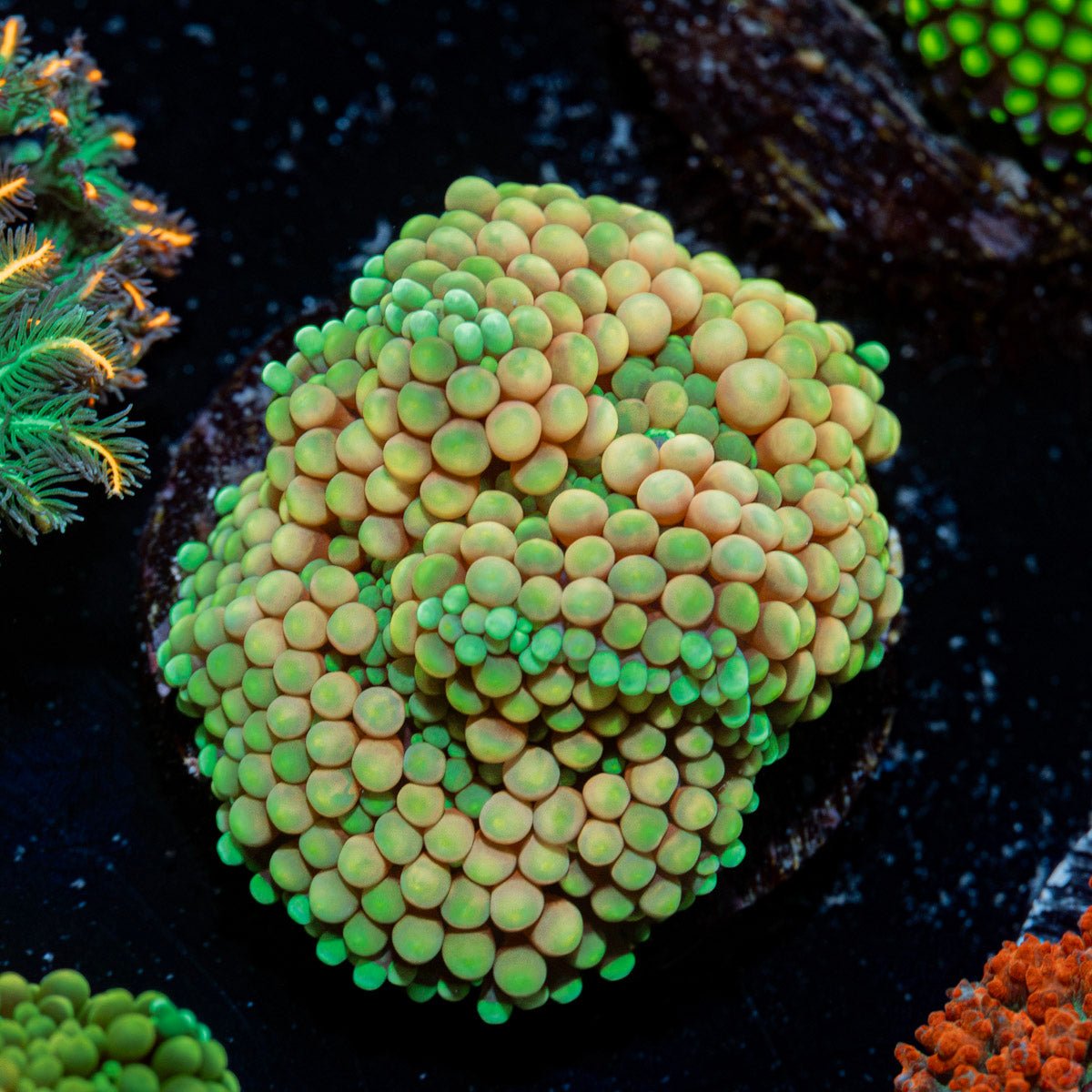 Green Ricordea Mushroom Coral with mushroom disc in reef aquarium
