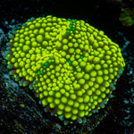 Green Ricordea Mushroom Coral with mushroom disc in reef aquarium