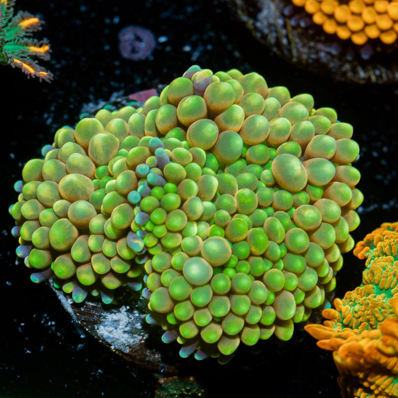 Green Ricordea Mushroom Coral with mushroom disc in reef aquarium
