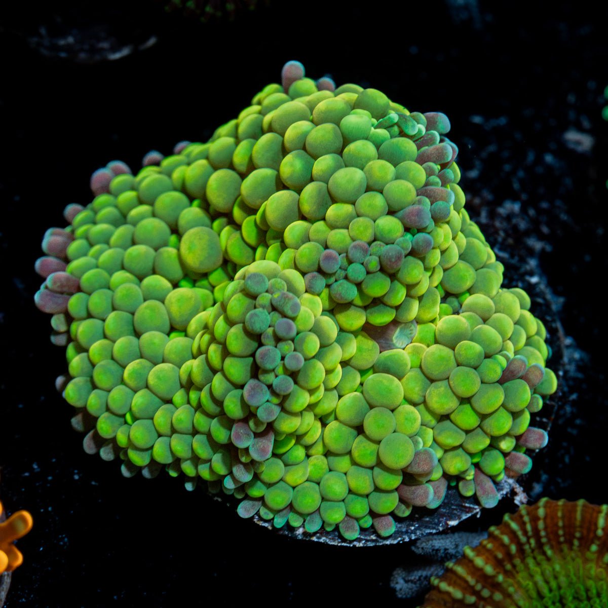 Green Ricordea Mushroom Coral with mushroom disc in reef aquarium